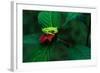 Red Eyed Tree Frog on a Rain Forest Flower-W. Perry Conway-Framed Photographic Print