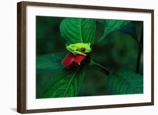 Red Eyed Tree Frog on a Rain Forest Flower-W. Perry Conway-Framed Photographic Print
