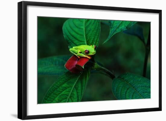 Red Eyed Tree Frog on a Rain Forest Flower-W. Perry Conway-Framed Photographic Print