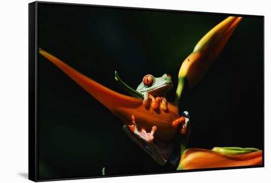 Red-Eyed Tree Frog on Ginger Plant-W. Perry Conway-Framed Stretched Canvas