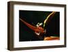 Red-Eyed Tree Frog on Ginger Plant-W. Perry Conway-Framed Photographic Print