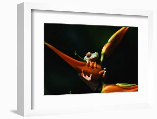 Red-Eyed Tree Frog on Ginger Plant-W. Perry Conway-Framed Photographic Print
