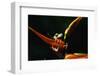 Red-Eyed Tree Frog on Ginger Plant-W. Perry Conway-Framed Photographic Print