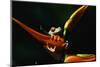 Red-Eyed Tree Frog on Ginger Plant-W. Perry Conway-Mounted Photographic Print