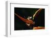 Red Eyed Tree Frog on Ginger Plant-W. Perry Conway-Framed Photographic Print