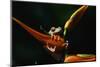 Red Eyed Tree Frog on Ginger Plant-W. Perry Conway-Mounted Photographic Print