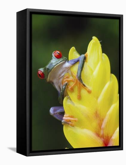 Red Eyed Tree Frog on Heliconia Flower, Costa Rica-Edwin Giesbers-Framed Stretched Canvas