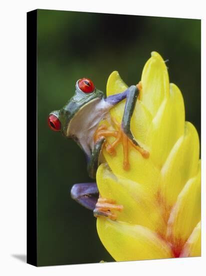 Red Eyed Tree Frog on Heliconia Flower, Costa Rica-Edwin Giesbers-Stretched Canvas