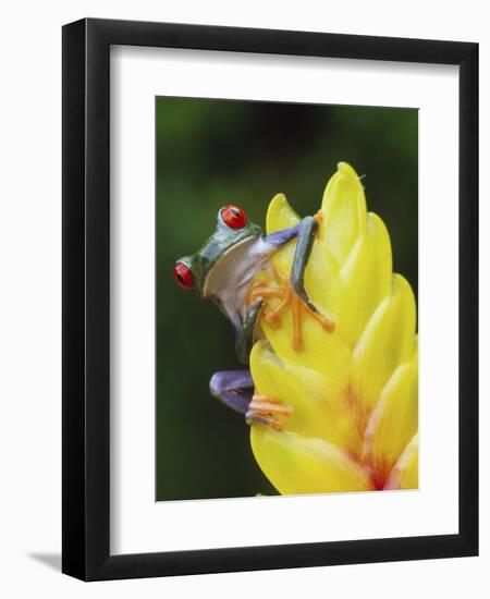 Red Eyed Tree Frog on Heliconia Flower, Costa Rica-Edwin Giesbers-Framed Premium Photographic Print