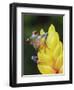 Red Eyed Tree Frog on Heliconia Flower, Costa Rica-Edwin Giesbers-Framed Premium Photographic Print