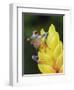 Red Eyed Tree Frog on Heliconia Flower, Costa Rica-Edwin Giesbers-Framed Premium Photographic Print