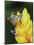 Red Eyed Tree Frog on Heliconia Flower, Costa Rica-Edwin Giesbers-Mounted Premium Photographic Print