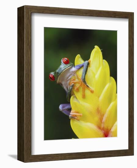 Red Eyed Tree Frog on Heliconia Flower, Costa Rica-Edwin Giesbers-Framed Photographic Print