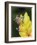 Red Eyed Tree Frog on Heliconia Flower, Costa Rica-Edwin Giesbers-Framed Photographic Print