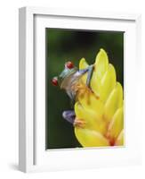 Red Eyed Tree Frog on Heliconia Flower, Costa Rica-Edwin Giesbers-Framed Photographic Print