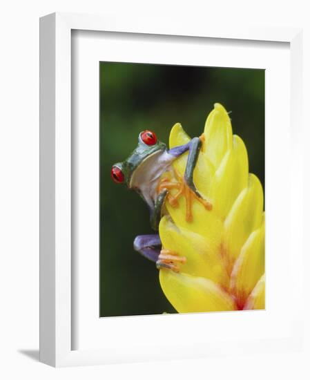 Red Eyed Tree Frog on Heliconia Flower, Costa Rica-Edwin Giesbers-Framed Photographic Print