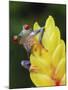 Red Eyed Tree Frog on Heliconia Flower, Costa Rica-Edwin Giesbers-Mounted Photographic Print