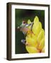 Red Eyed Tree Frog on Heliconia Flower, Costa Rica-Edwin Giesbers-Framed Photographic Print