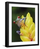 Red Eyed Tree Frog on Heliconia Flower, Costa Rica-Edwin Giesbers-Framed Photographic Print