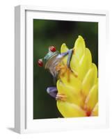 Red Eyed Tree Frog on Heliconia Flower, Costa Rica-Edwin Giesbers-Framed Photographic Print