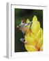 Red Eyed Tree Frog on Heliconia Flower, Costa Rica-Edwin Giesbers-Framed Photographic Print