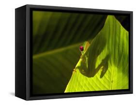 Red-eyed Tree Frog on Leaf-Keren Su-Framed Stretched Canvas