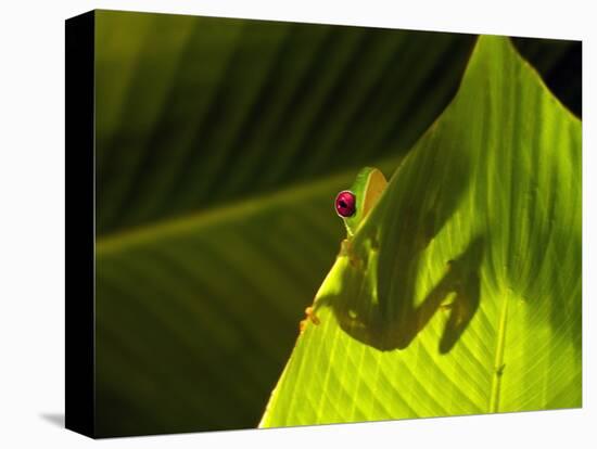 Red-eyed Tree Frog on Leaf-Keren Su-Stretched Canvas