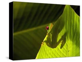 Red-eyed Tree Frog on Leaf-Keren Su-Stretched Canvas