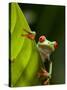 Red-eyed tree frog on leaf-Paul Souders-Stretched Canvas