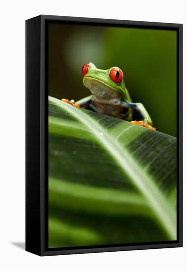 Red-Eyed Tree Frog on Leaf-null-Framed Stretched Canvas