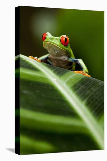 Red-Eyed Tree Frog on Leaf-null-Stretched Canvas