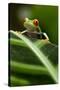 Red-Eyed Tree Frog on Leaf-null-Stretched Canvas