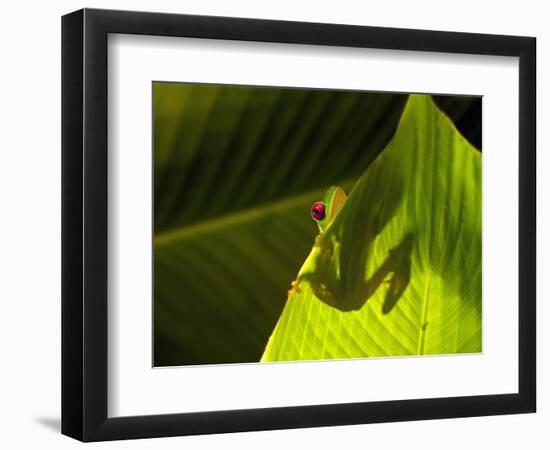 Red-eyed Tree Frog on Leaf-Keren Su-Framed Photographic Print