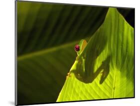 Red-eyed Tree Frog on Leaf-Keren Su-Mounted Photographic Print