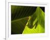 Red-eyed Tree Frog on Leaf-Keren Su-Framed Photographic Print