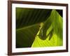 Red-eyed Tree Frog on Leaf-Keren Su-Framed Photographic Print