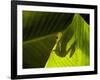 Red-eyed Tree Frog on Leaf-Keren Su-Framed Photographic Print