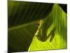 Red-eyed Tree Frog on Leaf-Keren Su-Mounted Photographic Print