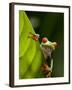 Red-eyed tree frog on leaf-Paul Souders-Framed Photographic Print