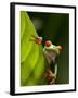 Red-eyed tree frog on leaf-Paul Souders-Framed Photographic Print