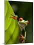 Red-eyed tree frog on leaf-Paul Souders-Mounted Photographic Print