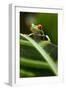 Red-Eyed Tree Frog on Leaf-null-Framed Photographic Print