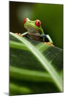 Red-Eyed Tree Frog on Leaf-null-Mounted Photographic Print