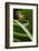 Red-Eyed Tree Frog on Leaf-null-Framed Photographic Print