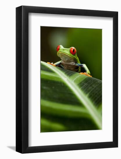 Red-Eyed Tree Frog on Leaf-null-Framed Photographic Print