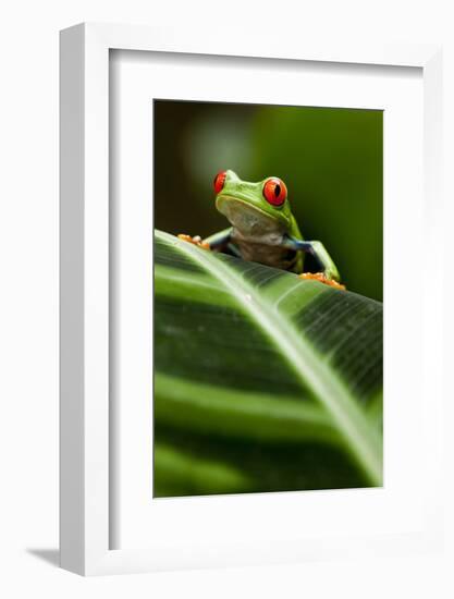 Red-Eyed Tree Frog on Leaf-null-Framed Photographic Print