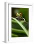 Red-Eyed Tree Frog on Leaf-null-Framed Photographic Print