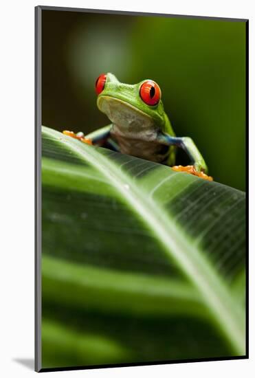 Red-Eyed Tree Frog on Leaf-null-Mounted Photographic Print