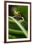 Red-Eyed Tree Frog on Leaf-null-Framed Photographic Print