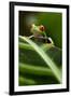 Red-Eyed Tree Frog on Leaf-null-Framed Photographic Print